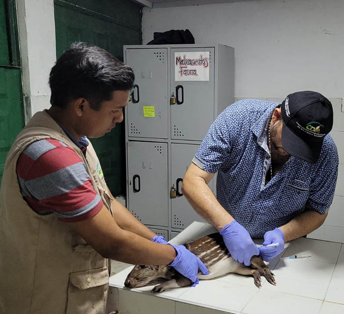 [Fotos] La CDA recuperó dos lapas en Inírida | Noticias de Buenaventura, Colombia y el Mundo